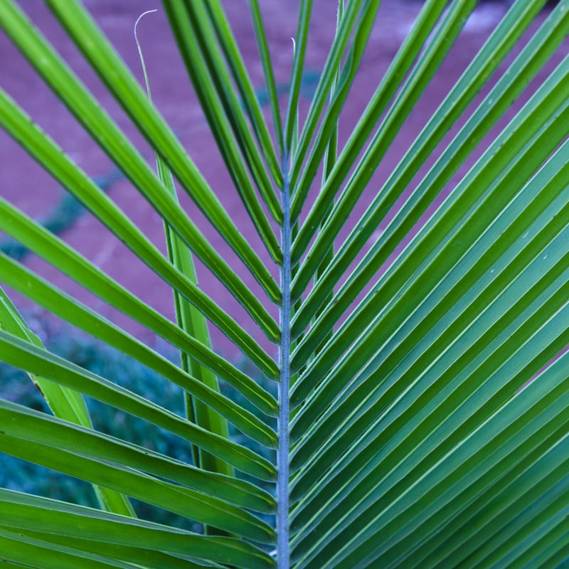 GREEN PLANT II