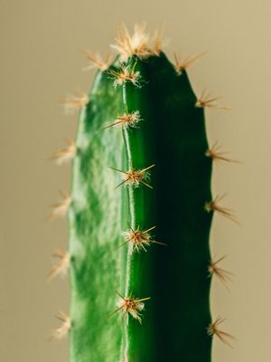 O CACTUS