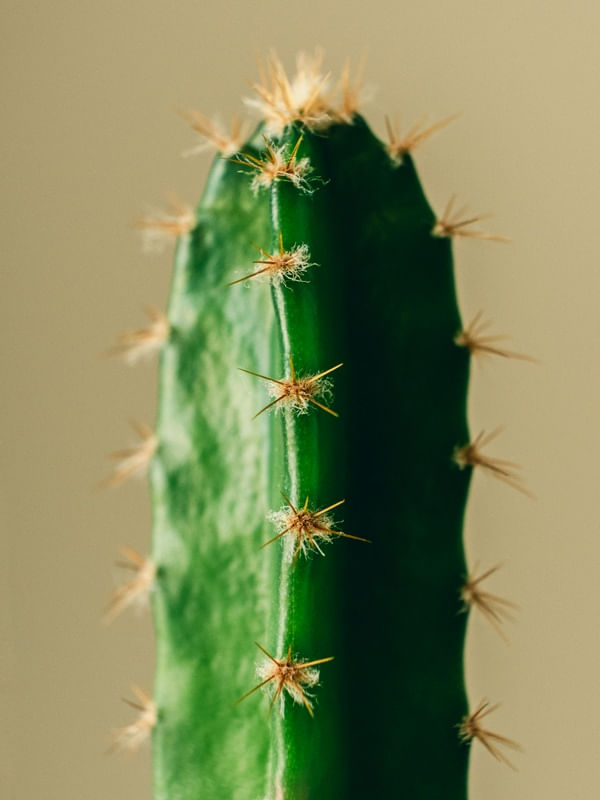 O CACTUS