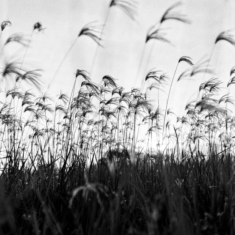 NATUREZA - ANALOGICO