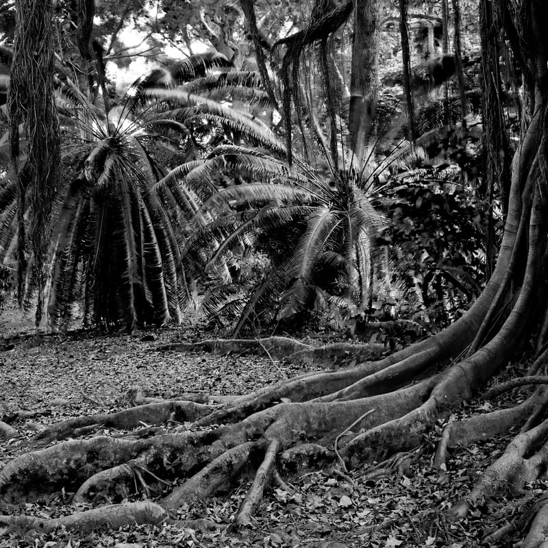 BLACK NATURE - ANALOGICO 3