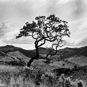 BLACK NATURE - ANALOGICO