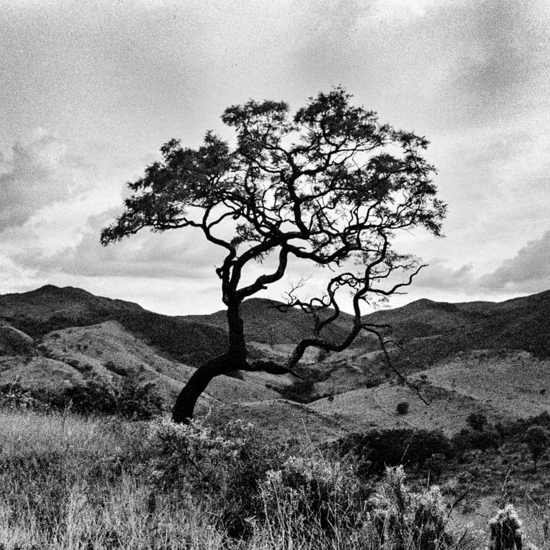 BLACK NATURE - ANALOGICO