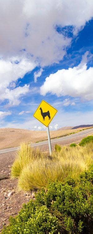 LLAMA SIGN 4