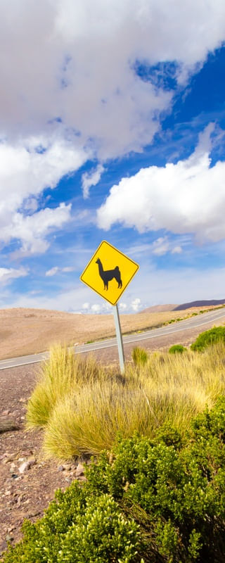LLAMA SIGN 4
