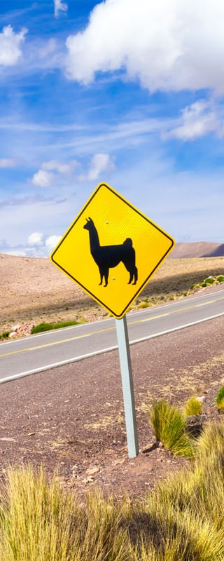 LLAMA SIGN 5