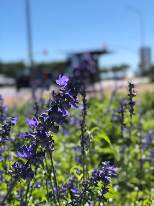 LAVANDA AO SOL