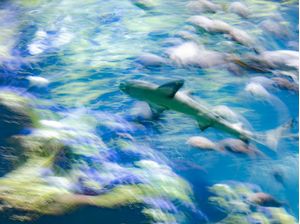 OCEAN BLUR