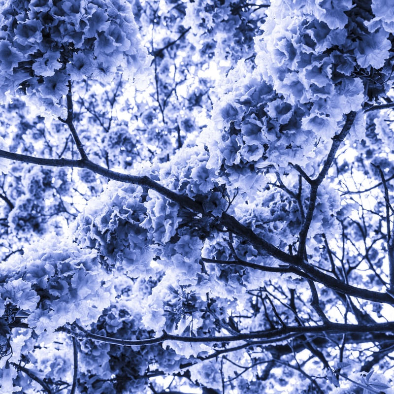 FLORA - AZUL I