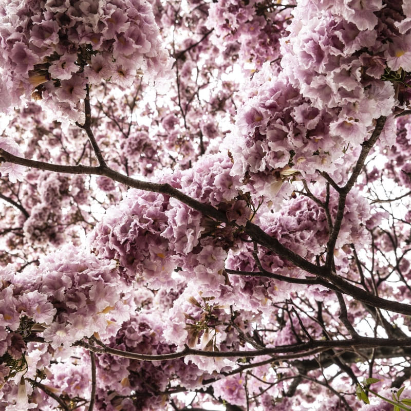 FLORA IPE ROSA