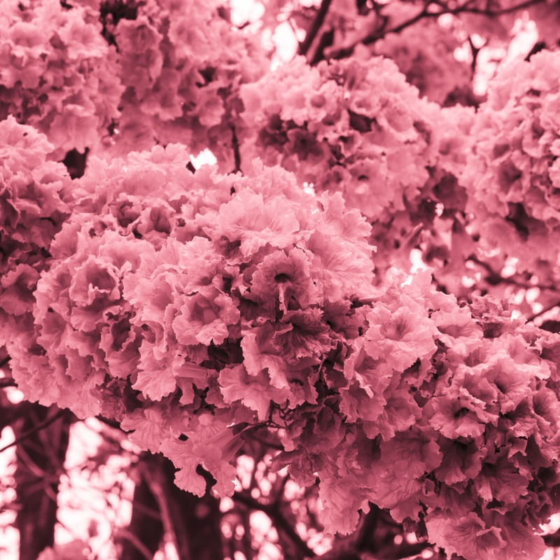 AS FLORES ROSAS DO IPE I