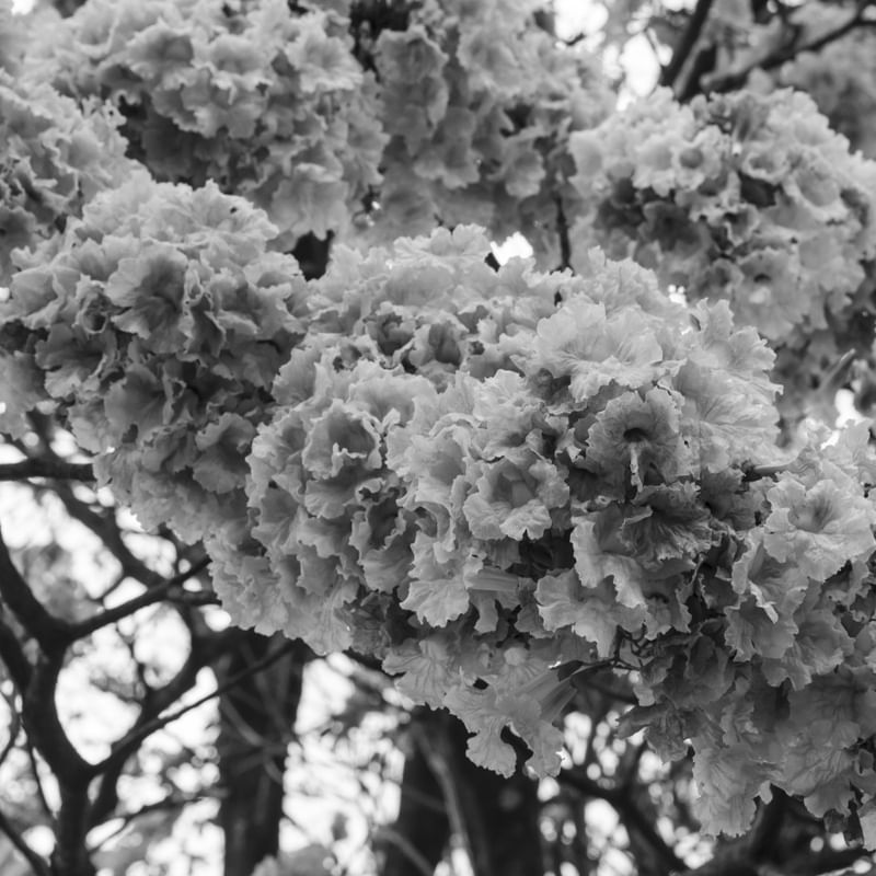 DETALHE FLOR IPE BRANCO