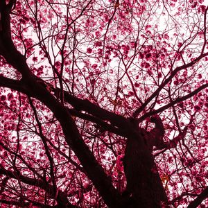 O TRONCO DO IPE ROSA