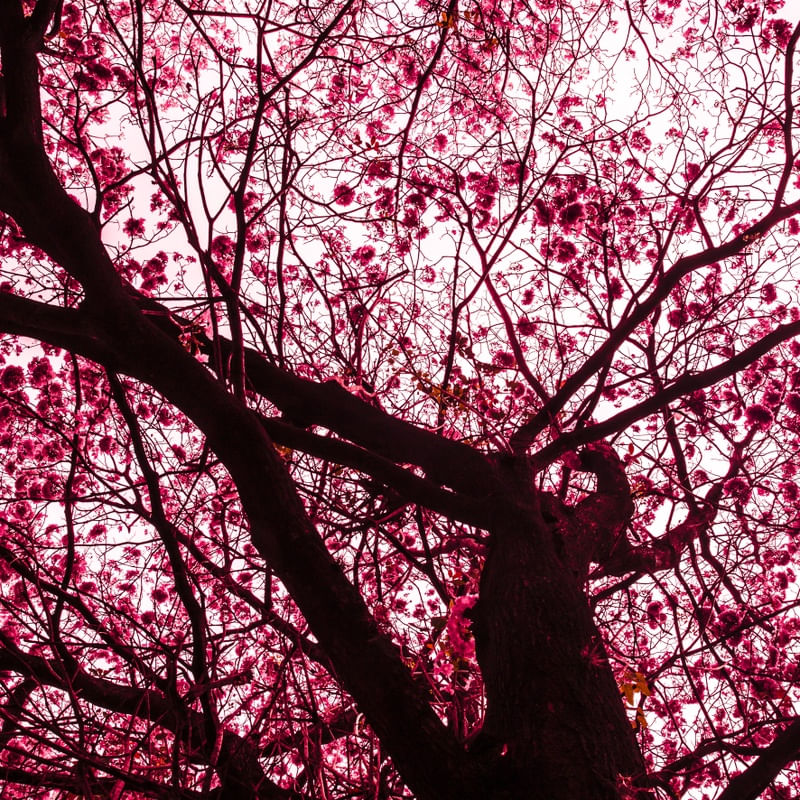 O TRONCO DO IPE ROSA