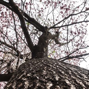 O IPÊ ROSA E SUAS TEXTURAS