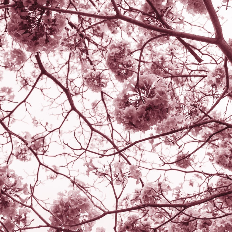 A FLORADA DO IPE ROSA I