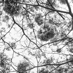 AS FLORES BRANCAS DO IPE I