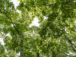 SKY GREEN 1