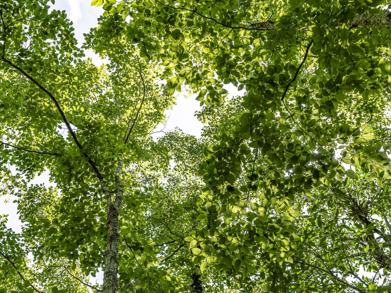 SKY GREEN 1
