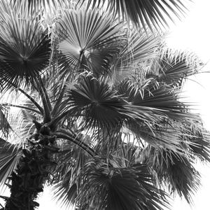 FOLHAGEM PALMEIRA WASHINGTONIA I