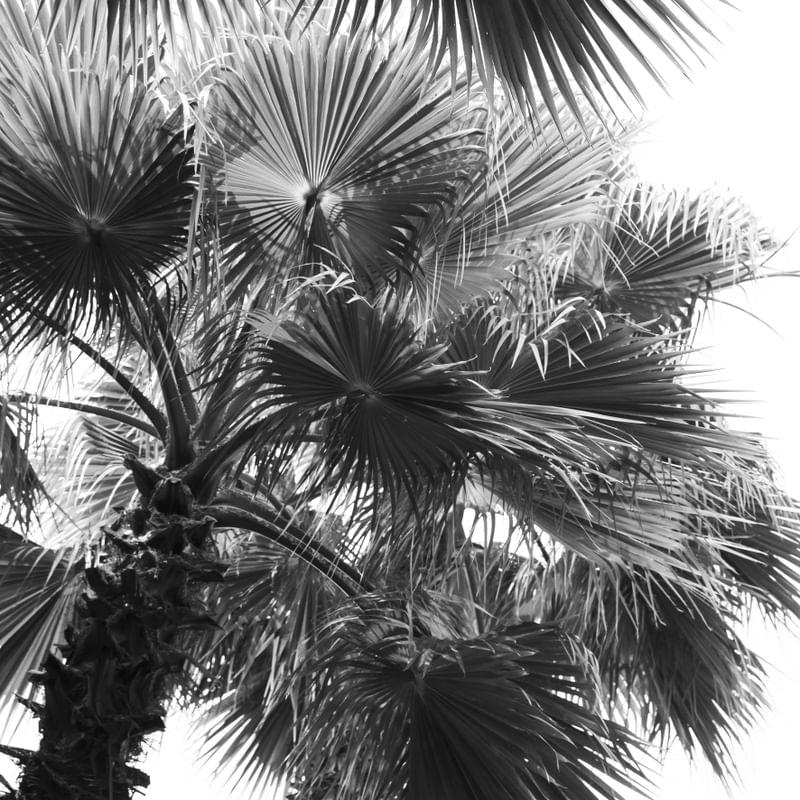 FOLHAGEM PALMEIRA WASHINGTONIA I