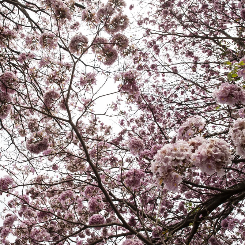 OS IPES ROSAS