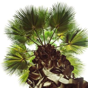 PALMEIRA WASHINGTONIA III