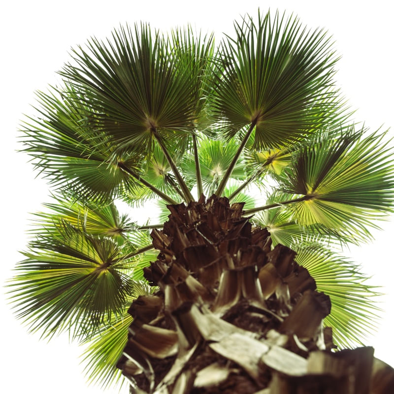 PALMEIRA WASHINGTONIA III