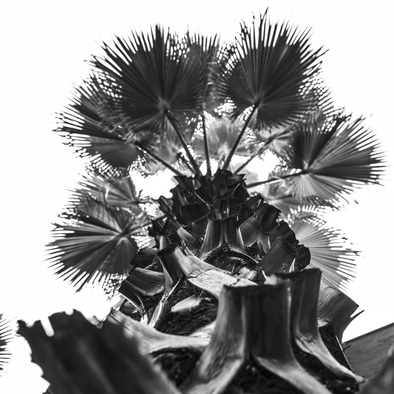 A PALMEIRA WASHINGTONIA PB I