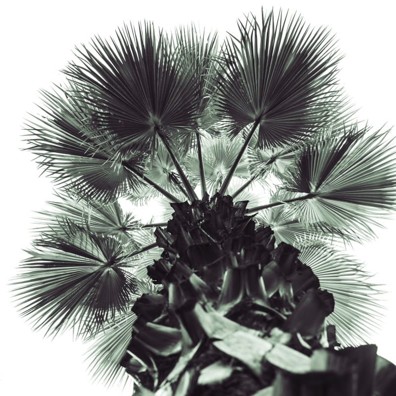 DETALHE PALMEIRA WASHINGTONIA