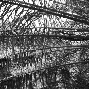 TROPICAL JUNGLE PB II