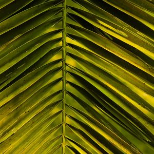 TEXTURAS E LINHAS DA NATUREZA