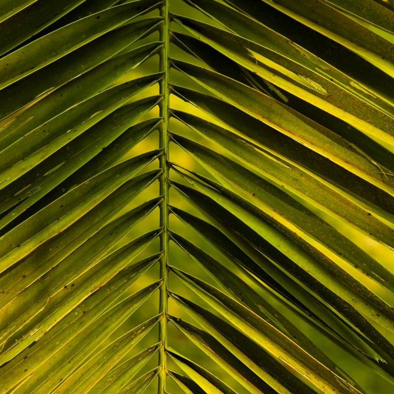 TEXTURAS E LINHAS DA NATUREZA