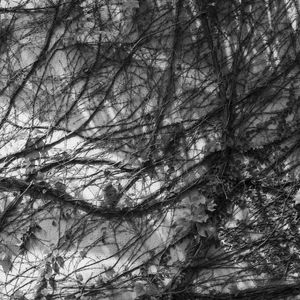 AS TEXTURAS DA TREPADEIRA