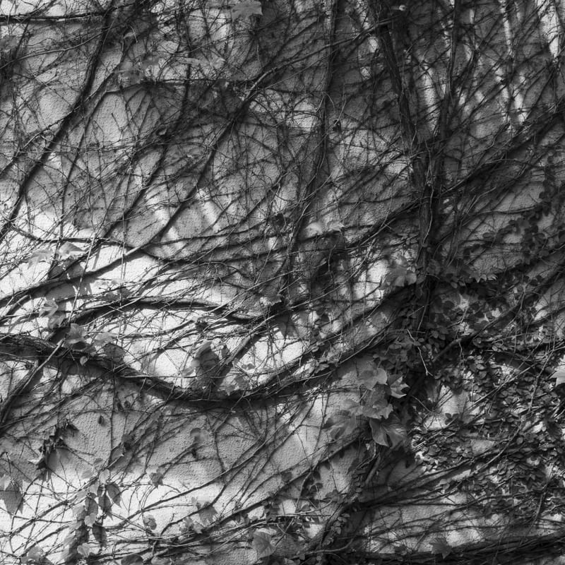 AS TEXTURAS DA TREPADEIRA