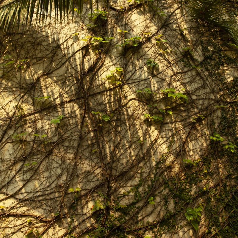 PLANTAS NA PAREDE