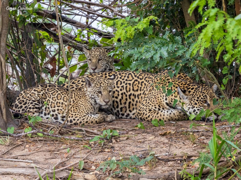 ONÇA MEDROSA E FILHOTES DESCANSANDO