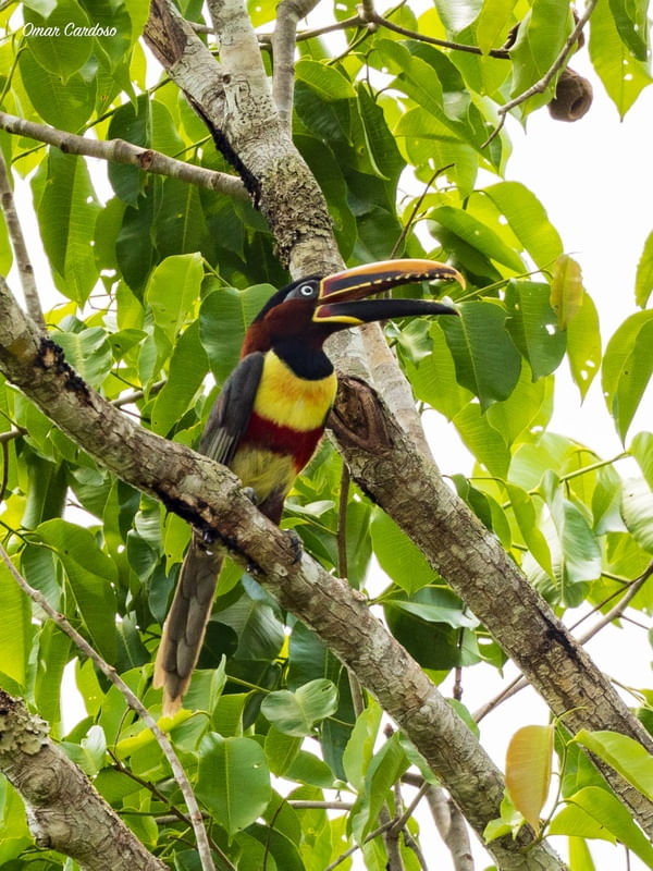 ARAÇARI-CASTANHO NA CHAPADA DOS GUIMARÃES