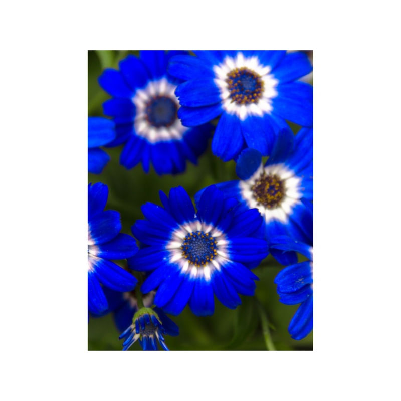 MARGARIDA AZUL 2.