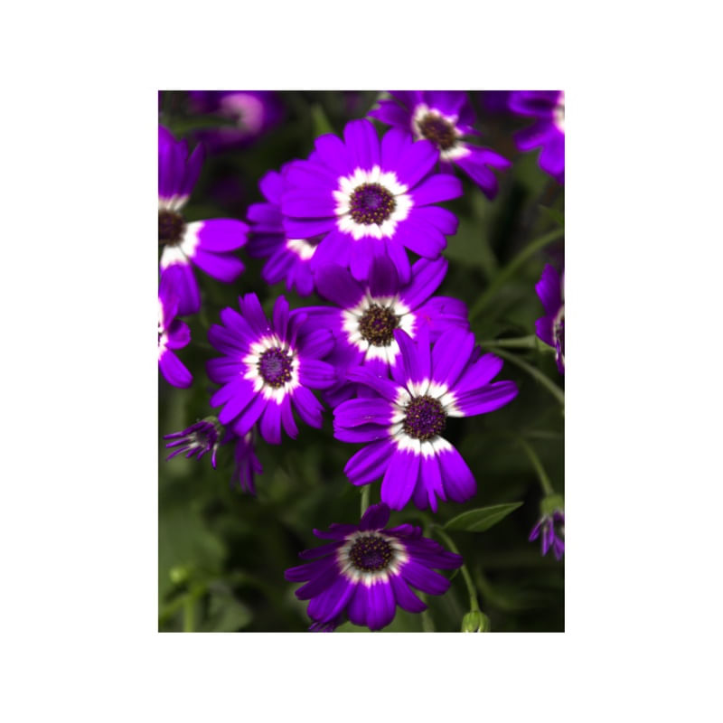 MARGARIDA ROXA.