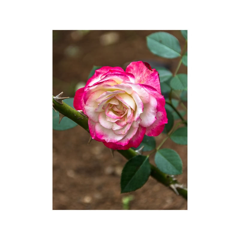 ROSA 21.