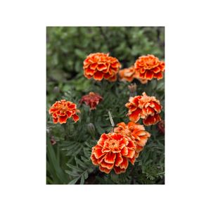 RAMA E FLOR.