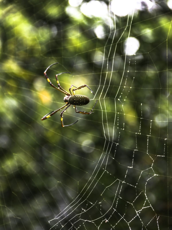 ARANHA TEIA E ORVALHO.