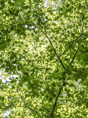 SKY GREEN 2