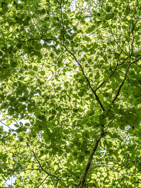 SKY GREEN 2