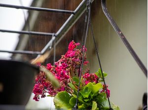 FLOR VERMELHA NA CHUVA
