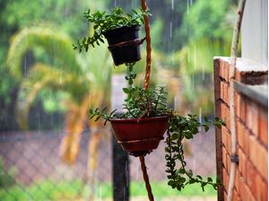 FLOR CHUVA FORTE
