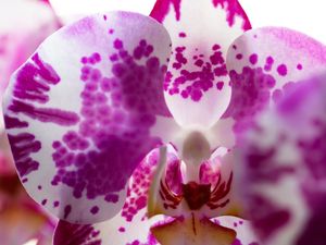 ORQUIDEA FLOR ROSA MACRO
