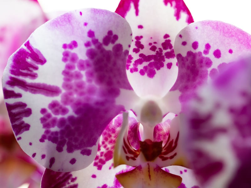 ORQUIDEA FLOR ROSA MACRO