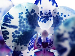 ORQUIDEA AZUL MACRO 2